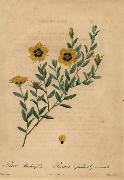 Rosa gialla, Rosa berberifolia da Jean Baptiste Chapuy