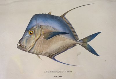 Argyreiosus vomer da Jean Baptiste Debret