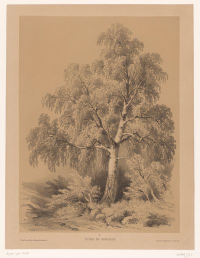 Studio di una betulla (serie: Portefeuille di Jean Baptiste Louis Hubert) da Jean Baptiste Louis Hubert