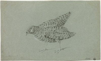 Pernice da Jean Baptiste Oudry