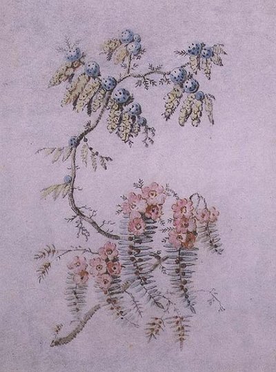 Studio decorativo di fiori e bacche da Jean Baptiste Pillement