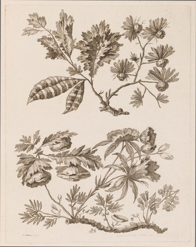 Rami fioriti, da "Raccolta di diversi fiori di fantasia nello stile cinese" da Jean Baptiste Pillement