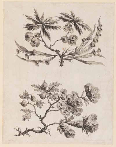 Rami di fiori da "Recueil de Fleurs Chinois" da Jean Baptiste Pillement