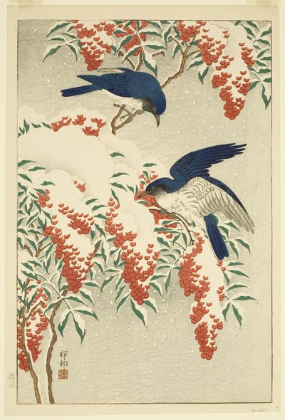 Acchiappamosche su nandina innevata da Jean Baptiste Thonesse