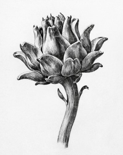 Carciofo di Jean Bernard da Jean Bernard