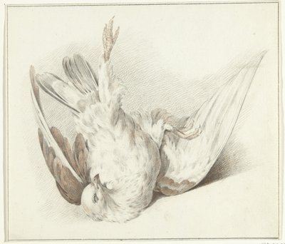 Colomba morta da Jean Bernard
