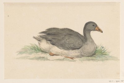 Anatra, verso destra da Jean Bernard