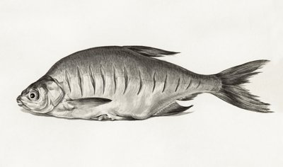 Fish (1775–1833) da Jean Bernard
