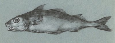 Fish Green (1775–1833) da Jean Bernard