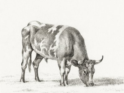 Toro al pascolo da Jean Bernard