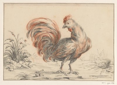 Gallo da Jean Bernard