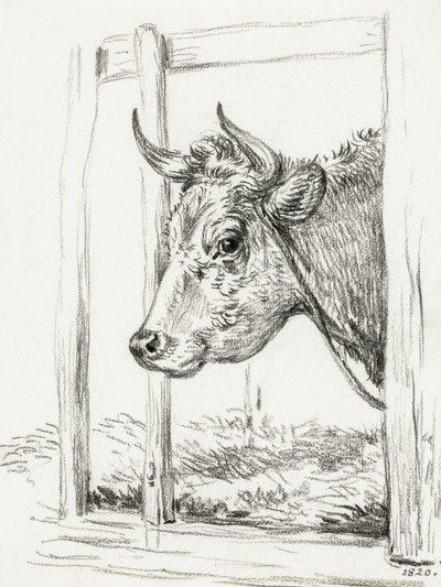 Testa di mucca (1820) da Jean Bernard