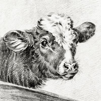 Testa di mucca da Jean Bernard