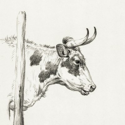 Testa di mucca, verso destra (1820) da Jean Bernard
