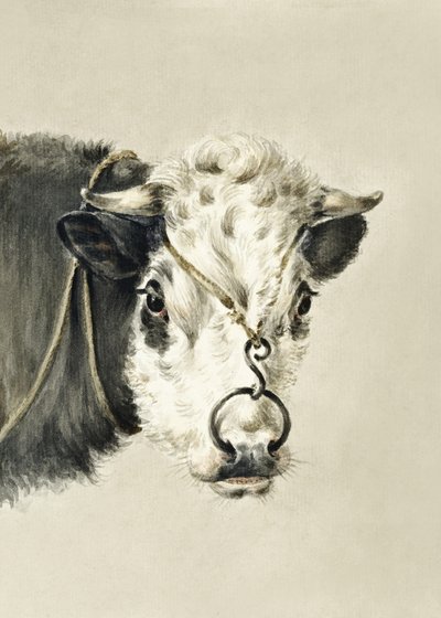Testa di mucca con un anello nel naso (1820) da Jean Bernard