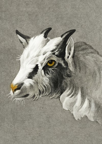 Testa di capra in modalità ritratto da Jean Bernard
