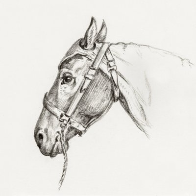 Testa di cavallo (1818) da Jean Bernard