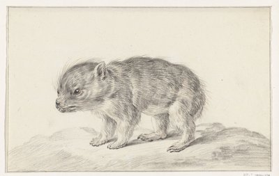 Giovane orso (?) da Jean Bernard