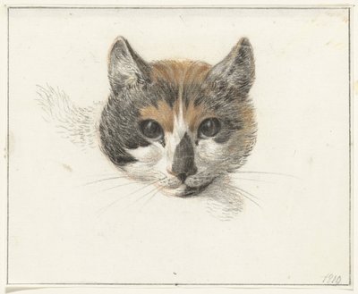 Testa di un gatto pezzato, di fronte, con occhi aperti da Jean Bernard