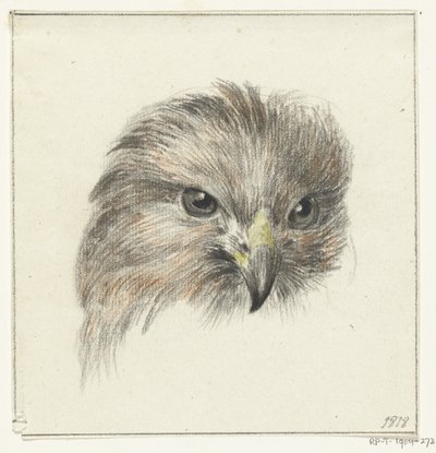 Testa di un rapace da Jean Bernard