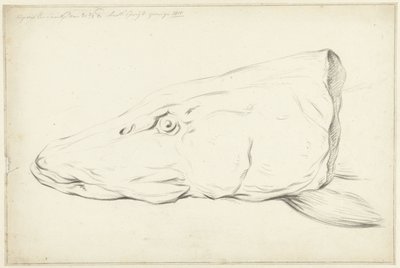Testa di un luccio da Jean Bernard