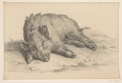Cinghiale sdraiato da Jean Bernard