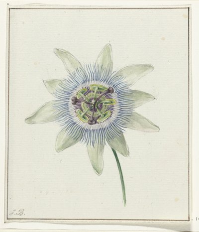 Fiore della passione da Jean Bernard
