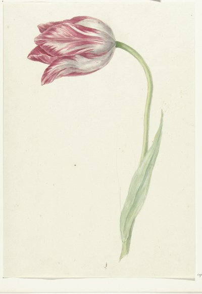 Tulipano rosa da Jean Bernard