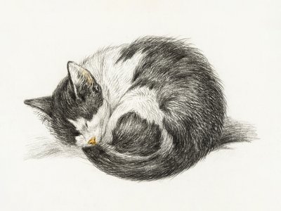 Gatto raggomitolato che dorme (1825) da Jean Bernard