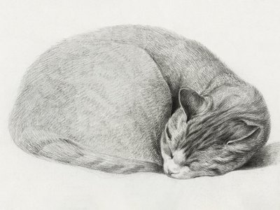 Gatto raggomitolato che dorme, di Jean Bernard (1775-1883) da Jean Bernard