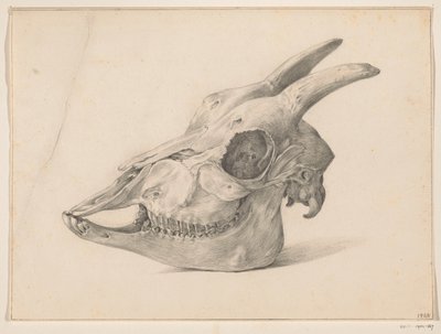 Teschio di una capra da Jean Bernard