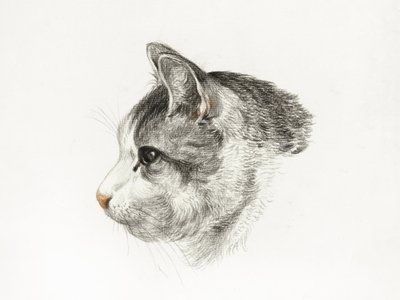 Schizzo di un gatto (1819) di Jean Bernard (1775-1883) da Jean Bernard