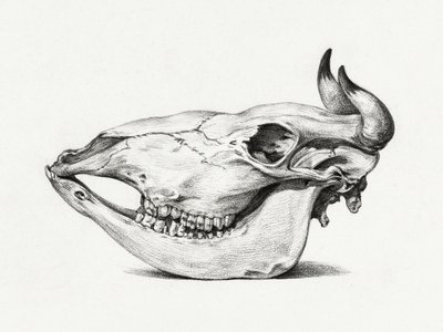 Teschio di mucca (1816) da Jean Bernard