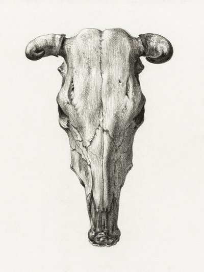 Teschio di mucca - Vista frontale (1816) da Jean Bernard