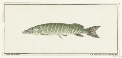 Luccio da Jean Bernard