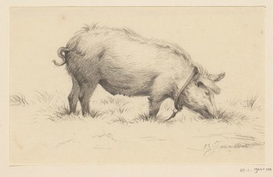 Maiale che urina in piedi, verso destra, nell