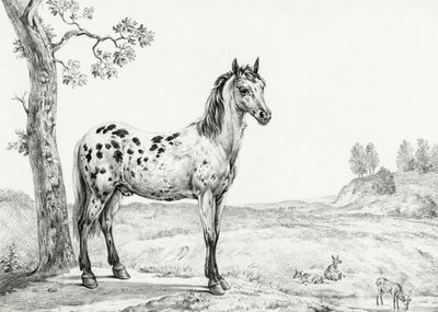 Cavallo pezzato in piedi da Jean Bernard