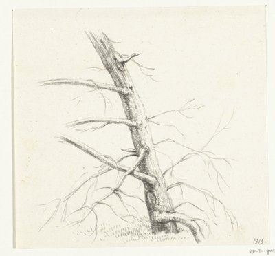 Studio di un albero da Jean Bernard