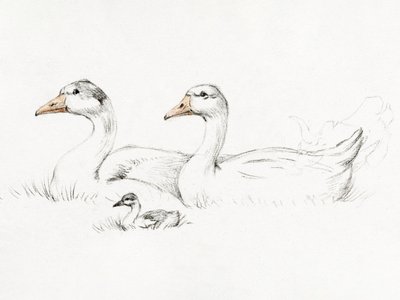 Due oche con un piccolo (1775–1833) da Jean Bernard