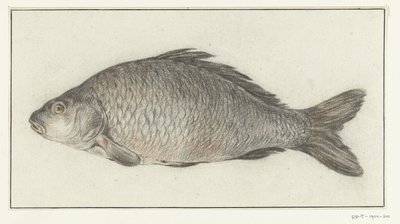 Pesce da Jean Bernard