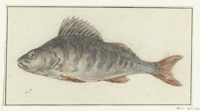 Pesce da Jean Bernard