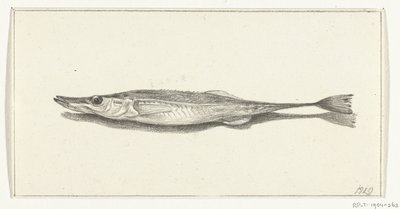 Pesce da Jean Bernard