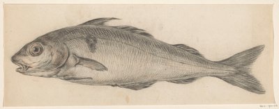 Pesce, verso sinistra da Jean Bernard