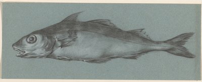 Pesce, verso sinistra da Jean Bernard