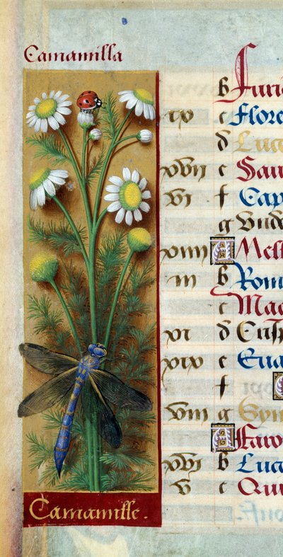 Botanica: camomilla con coccinella e libellula da Jean Bourdichon