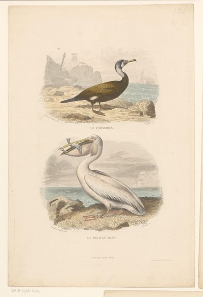 Cormorano e pellicano bianco da Jean Charles Pardinel