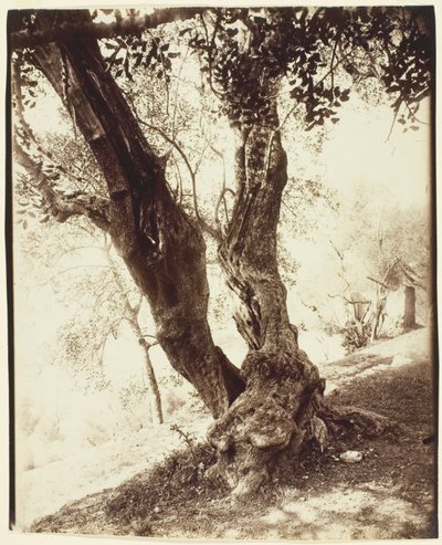 Olivier, Nizza (Olivo, Nizza) da Jean Eugène Auguste Atget