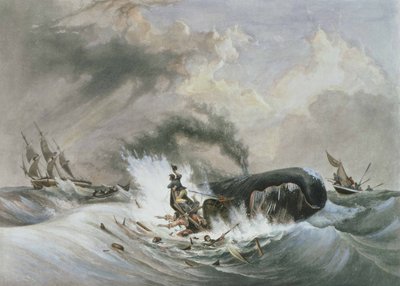 La balena da Jean Francois (after) Garneray