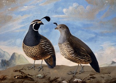 Coppia di pernici californiane, acquerello di Prevost, dai verbali del viaggio di Jean-Francois de Galaup de La Perouse tra il 1785 e il 1788 da Jean Francois de Galaup de La Perouse