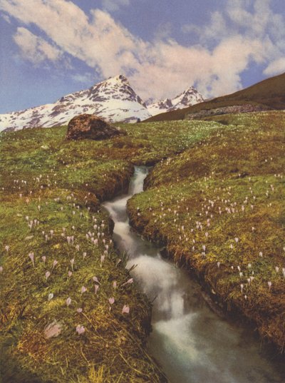 Svizzera: Crochi vicino a un ruscello di montagna nell